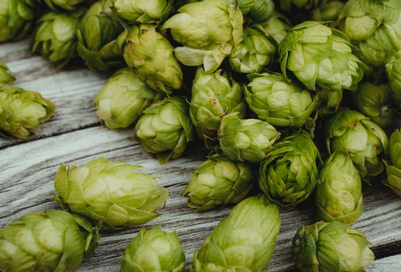 Lúpulo - Cervezas Gran Vía